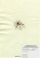 藏品(傘房龍鬚菜)的圖片